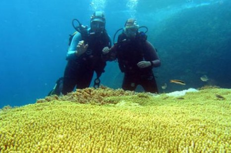 Tour Du Lịch Nha Trang (Vịnh Nha Phu - Đảo Khỉ ) 1 Ngày